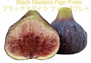 ☆イチジク　穂木　Black Madeira Figo Preto 高級イチジク　(BMFP) ブラックマデイラ フィーゴプレト1本