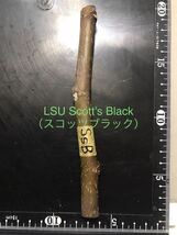 ☆イチジク　LSU Scott’s Black （LSUスコッツブラック）　穂木　1本　_画像1