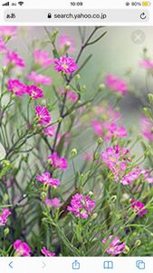カスミソウ　ジプシー　細かなピンクの花　丈夫で育てやすいです。