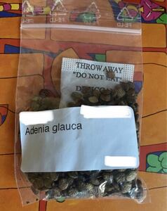 Adenia glauca　アデニア グラウカ　種子　3粒