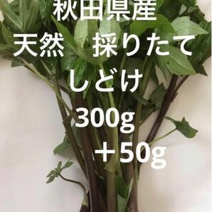 秋田県産　天然　しどけ　シドケ　新鮮　朝どり　採りたて　350g