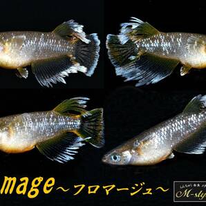 ◇◆m-style・垂水様直系・最新作【 フロマージュ 】大きめ稚魚 7匹◆◇ 親魚動画有の画像1