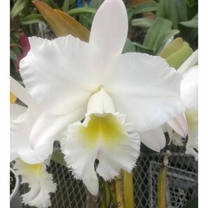 洋蘭大輪カトレア交配種 オリジナル実生フラ スコ苗(約20本) (Rlc.Marion Smith ‘Crystelle’x Rlc.Mishima Victory 'Ishizuti') sp-c10の画像2