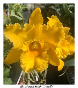 洋蘭大輪カトレア交配種 オリジナル実生フラ スコ苗(約20本) (Rlc.Marion Smith ‘Crystelle’x Rlc.Mishima Victory 'Ishizuti') sp-c10