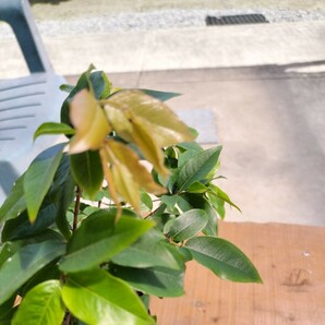 生育旺盛 ジャボチカバ No.1 観葉植物としても人気です。の画像4
