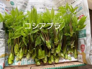 新潟県産・天然・コシアブラ・800g