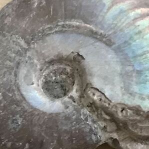 化石 マダガスカル産 アンモナイト 天然石 クリオニセラス 虹色の発色 標本 の画像3