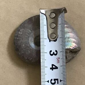 化石 マダガスカル産 アンモナイト 天然石 クリオニセラス 虹色の発色 標本 の画像6