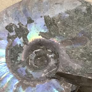 化石 マダガスカル産 アンモナイト 天然石 クリオニセラス 虹色の発色 標本 の画像4