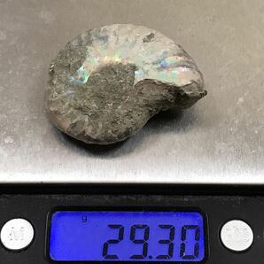 化石 マダガスカル産 アンモナイト 天然石 クリオニセラス 虹色の発色 標本 の画像8