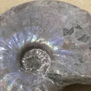 化石 マダガスカル産 アンモナイト 天然石 クリオニセラス 虹色の発色 標本 の画像3