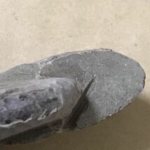 化石 マダガスカル産 アンモナイト 天然石 クリオニセラス 虹色の発色 標本 _画像5