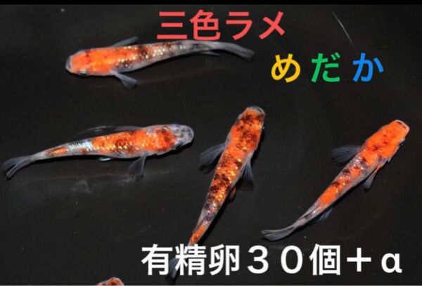 極上　三色ラメめだか　有精卵30個＋α