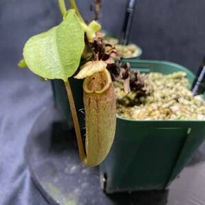 Nepenthesセット② ウツボカズラ ネペンテス 食虫植物の画像3