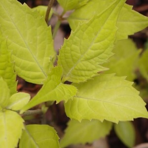 ヤマアジサイ 雨山黄金（あめまこがね）　山紫陽花　樹木　宿根草　山野草