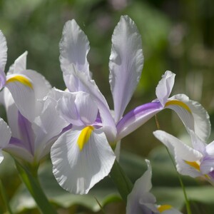 【芽出し球根】ダッチアイリス カルメン　3球入　球根　宿根草　山野草