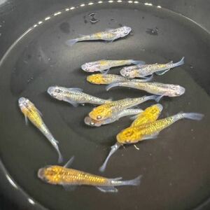 現物出品　夜桜ゴールド　メダカ　若魚　１２匹　①