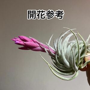 Tillandsia *Lavender Frost*