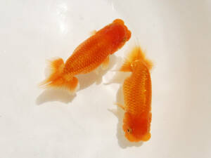 *[emukei] this year fish 2 pcs set 11.5cm pair excellent system (K5) animation *