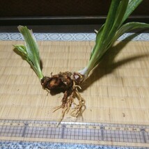 オモト「矢筈長寿楽」　縁起物　観葉植物　古典植物　徳川家康　富貴蘭　セッコク　春蘭　アガベ　塊根植物 縁起物_画像4