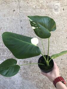 [.... warehouse ] monstera '' white tia-z''