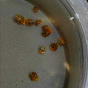 レッドラムズホーン ３０匹 小さいサイズ メダカ 貝 水草 アクアリウム 送料無料の画像2