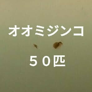 オオミジンコ　約５０匹　メダカ　めだか　活き餌　ミジンコ