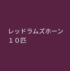 レッドラムズホーン　１０匹　小さいサイズ　メダカ　貝　水草　アクアリウム