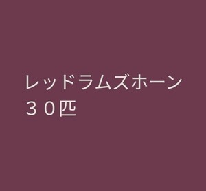 レッドラムズホーン　３０匹　小さいサイズ　メダカ　貝　水草　アクアリウム　送料無料