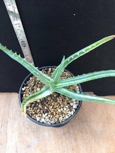  Kidachi aloe . aloe . go in . entering our company our company AMK.. our company profit meaning individual very beautiful popular thing decorative plant many meat 