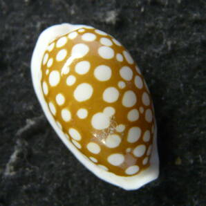貝殻標本「ナガカノコダカラ（美!!）」の画像1