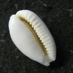 貝殻標本「ナガカノコダカラ（美!!）」の画像2