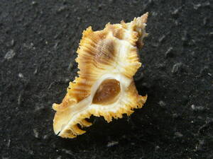 貝殻標本「サフランガンゼキボラw/o（短刺型・極美）」