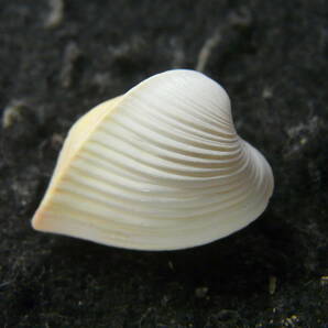 貝殻標本「コウホネガイ（美!!）」の画像1