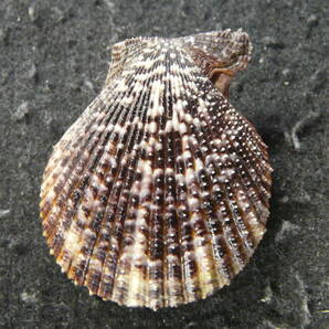貝殻標本「カスリヒオウギ（美!）」の画像2