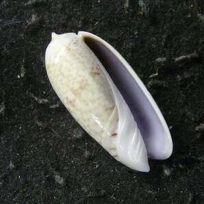 貝殻標本「カネコマクラ（豪州型・美!!）」の画像1