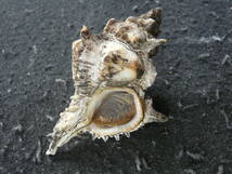 貝殻標本「セキトリハッキw/o（半洗・美!!）」_画像1