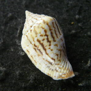 貝殻標本「Strombus mutabile zebriolatus A. Adam and Leloup, 1938w/o（美!!）」の画像2