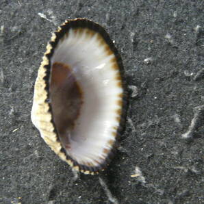 貝殻標本「ガマノセガサ（美!!）」の画像2