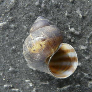 貝殻標本「Viviparus georgianus (Linne,1758)（美!!）」の画像1