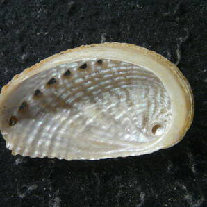 貝殻標本「アラボリトコブシ（美!!）」の画像2