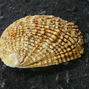 貝殻標本「アラボリトコブシ（美!!）」の画像1