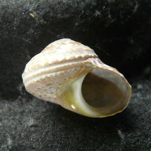 貝殻標本「ナタールサザエ（美!!）」の画像1