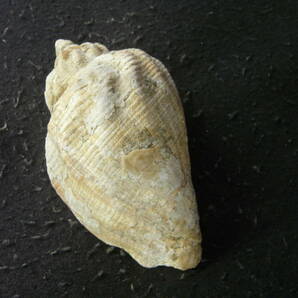 貝殻標本「ミギマキタテゴトナシボラ（少産）」の画像2