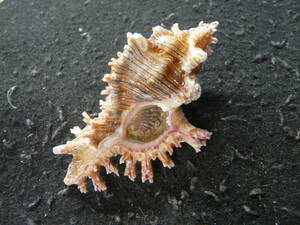 貝殻標本「バライロセンジュw/o」