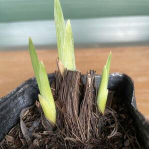 ハナショウブ 苗 筑紫路 肥後系 花菖蒲 希少品種 カキツバタ アヤメ ジャーマンアイリス 宿根草 多年草 強耐寒性 山野草の画像2