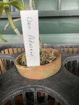 デンドロビウム　原種　2種　4苗　渡辺洋蘭園　珍しい品種　洋蘭　着生蘭　希少　レア　選りすぐりの植物_画像3