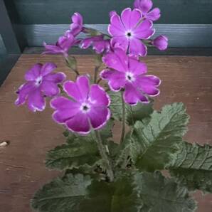 サクラソウ 駅路の鈴 日本桜草 苗 山野草 古典植物 の画像3