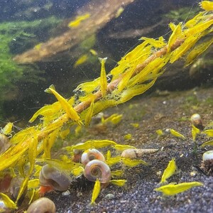 yellow Cherry shrimp 30 pcs (SNP:30pcs) / Cherry shrimp / color freshwater prawn { shrimp flea leather }