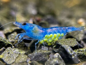  blue bell bed shrimp 10 pcs (SNP:10pcs) / Cherry shrimp / color freshwater prawn { shrimp flea leather }